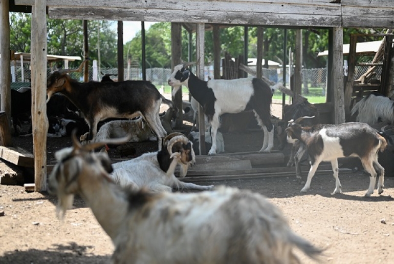 COMUNICADO OFICIAL POR EL FALLECIMIENTO DE ANIMALES EN LA GRANJA DEL PARQUE REGIONAL