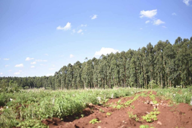 Quiénes son los mayores dueños de tierras en la Argentina y el debate en el Congreso