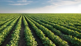 Nuevo informe de agro exportación indicó en agosto disminución de la molienda de soja y del porcentaje de ingreso de dólares