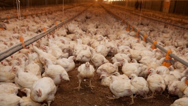 Argentina suspende importación de pollo de Brasil