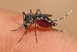 Dengue en Rosario: Murió un joven de 25 años sin comorbilidades