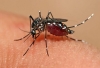 Dengue en Rosario: Muri&oacute; un joven de 25 a&ntilde;os sin comorbilidades
