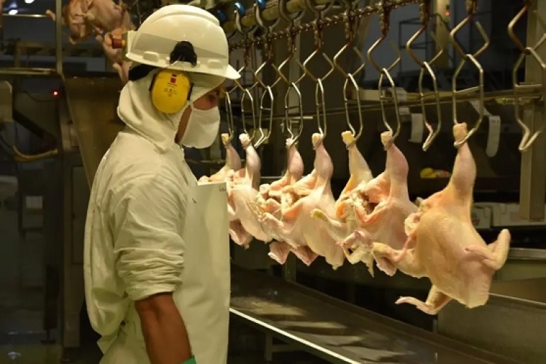 Cierra la mayor productora avícola del país, debe sueldos y acelera despidos