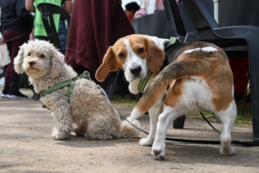 LA MUNICIPALIDAD ORGANIZA UNA JORNADA MASIVA DE VACUNACIÓN Y DESPARASITACIÓN DE MASCOTAS EN SAN DIEGO AL 2000