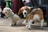 LA MUNICIPALIDAD ORGANIZA UNA JORNADA MASIVA DE VACUNACI&Oacute;N Y DESPARASITACI&Oacute;N DE MASCOTAS EN SAN DIEGO AL 2000
