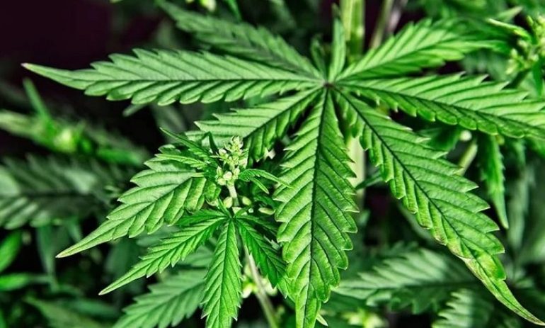 Nuevo régimen de acceso al cannabis medicinal para evitar un uso "abusivo"