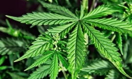 Nuevo régimen de acceso al cannabis medicinal para evitar un uso "abusivo"