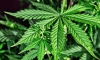 Nuevo r&eacute;gimen de acceso al cannabis medicinal para evitar un uso "abusivo"
