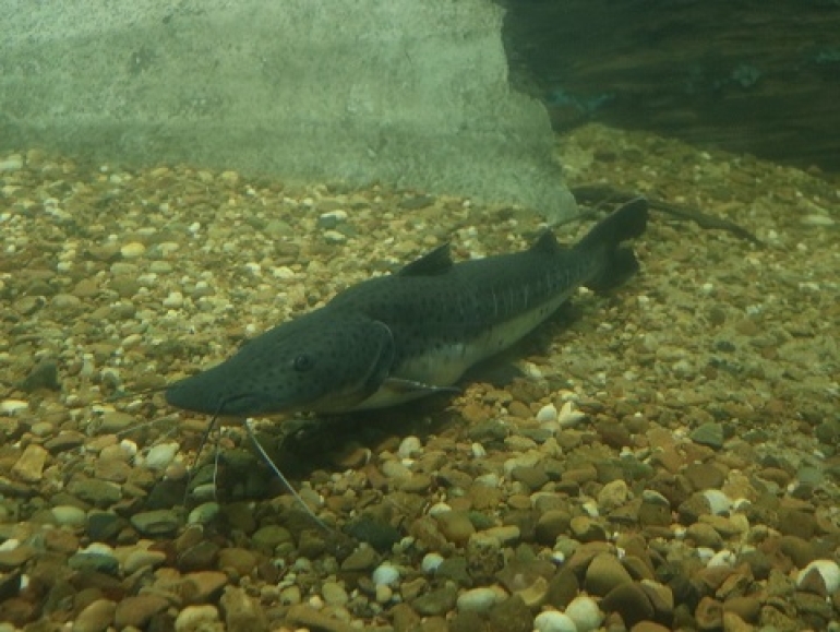 Santa Fe suspendió la exportación de pescado por un año