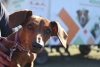 EL MUNICIPIO REALIZAR&Aacute; UNA CAMPA&Ntilde;A DE VACUNACI&Oacute;N ANTIRR&Aacute;BICA Y DESPARASITACI&Oacute;N DE PERROS Y GATOS