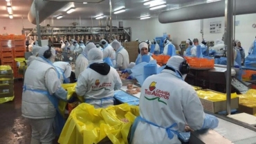 La principal empresa de pollos paga sueldos en 4 cuotas y despidos masivos