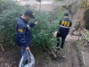POLIC&Iacute;A FEDERAL DESARTICUL&Oacute; SOFISTICADO VIVERO &ldquo;INDOOR&rdquo; EN REP&Uacute;BLICA DE LA SEXTA