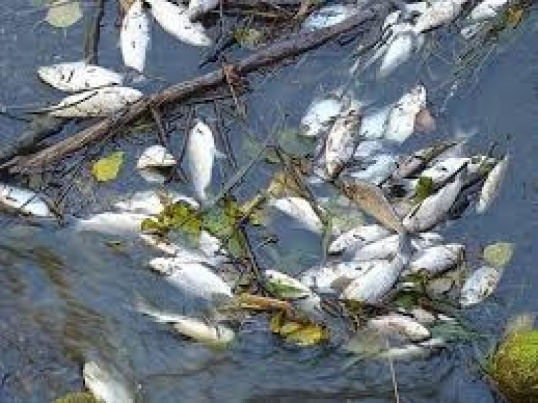 Sábalos afectados por los pesticidas que llegan al río